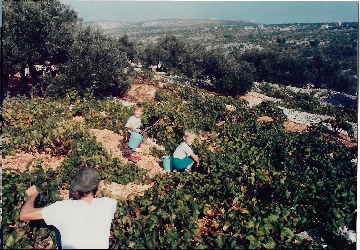 1988 hrast brda_0001